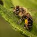 What’s the buzz on bees? Importance Of The Small Animals To Plants