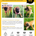 Dog of the Month – Reggie
