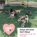 DoA Adoption Drive – Saturday May 31