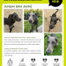DOA – AWCU – Dog of the Month –  Juniper